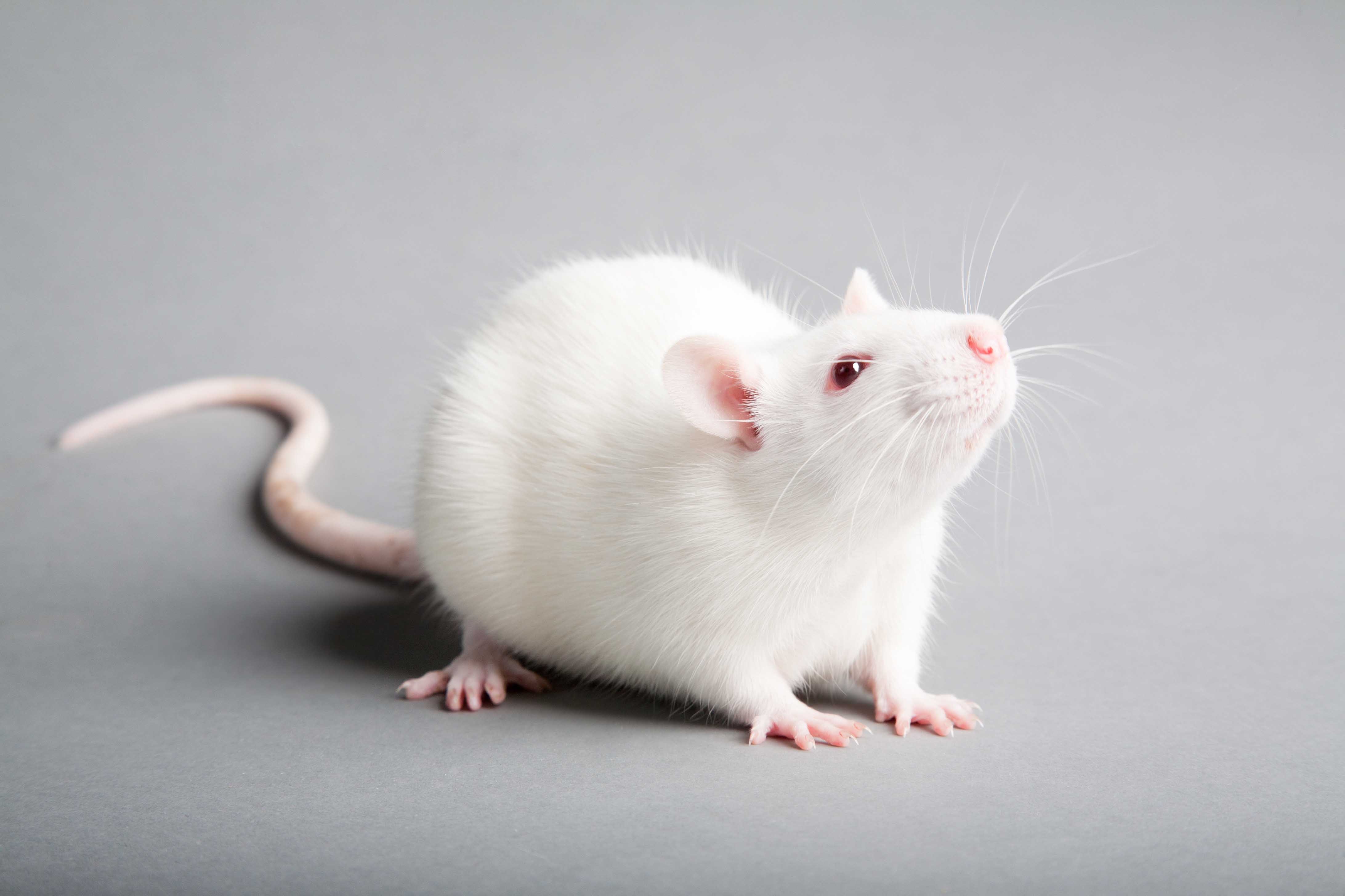 Wistar Rats Species